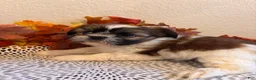 Shih Tzu dogs for sale: Shih Tzu 5 - Ad 3