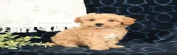 Maltipoo dogs for sale: Aden - Ad 4