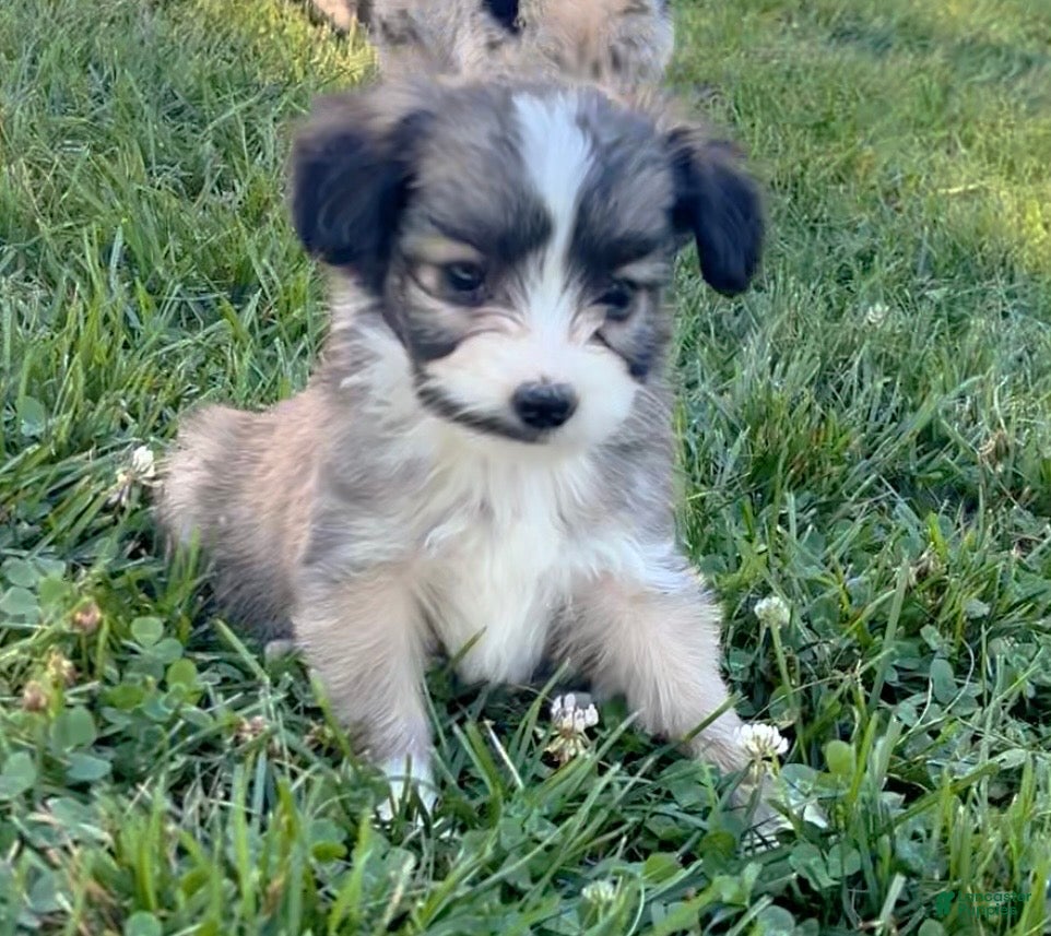 Mini Aussiedoodle dogs Molly - Ad 1
