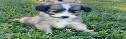 Mini Aussiedoodle dogs for sale: Molly - Ad 3