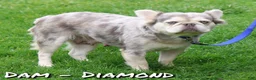 French Bulldog dogs for sale: Scout Fluffy Platinum - Ad 10