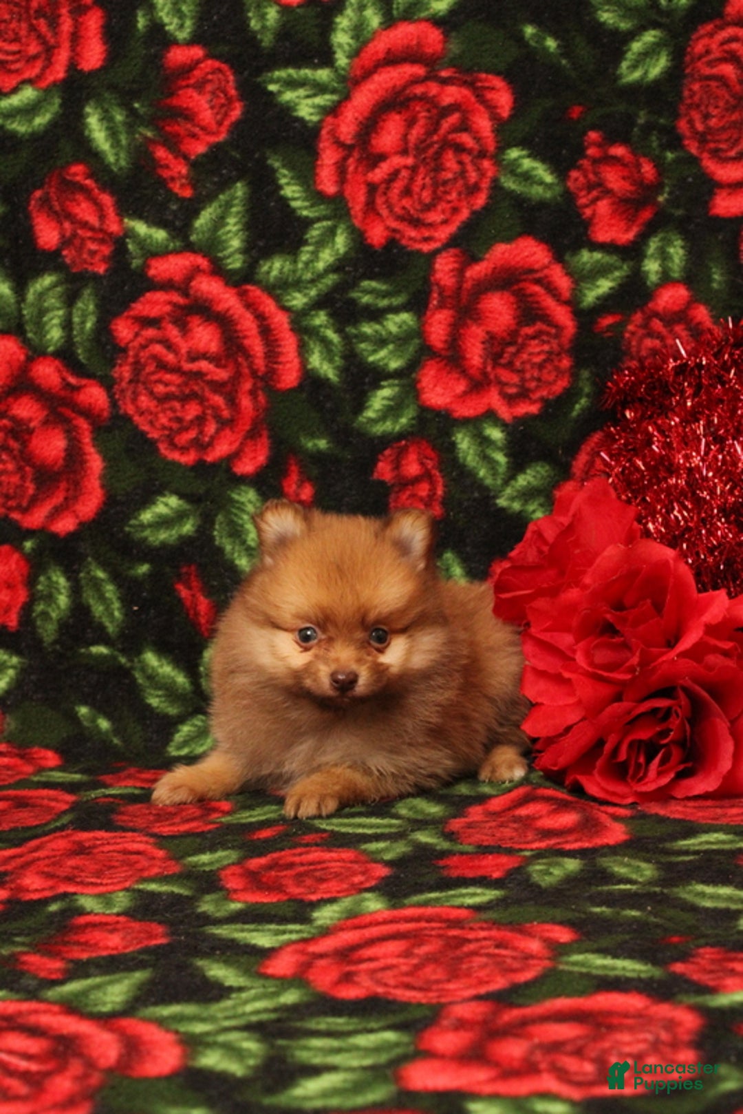 Pomeranian dogs for sale: Londyn - Ad 1