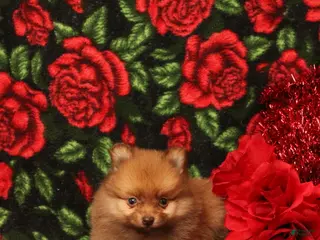 Pomeranian dogs Londyn - Ad 20