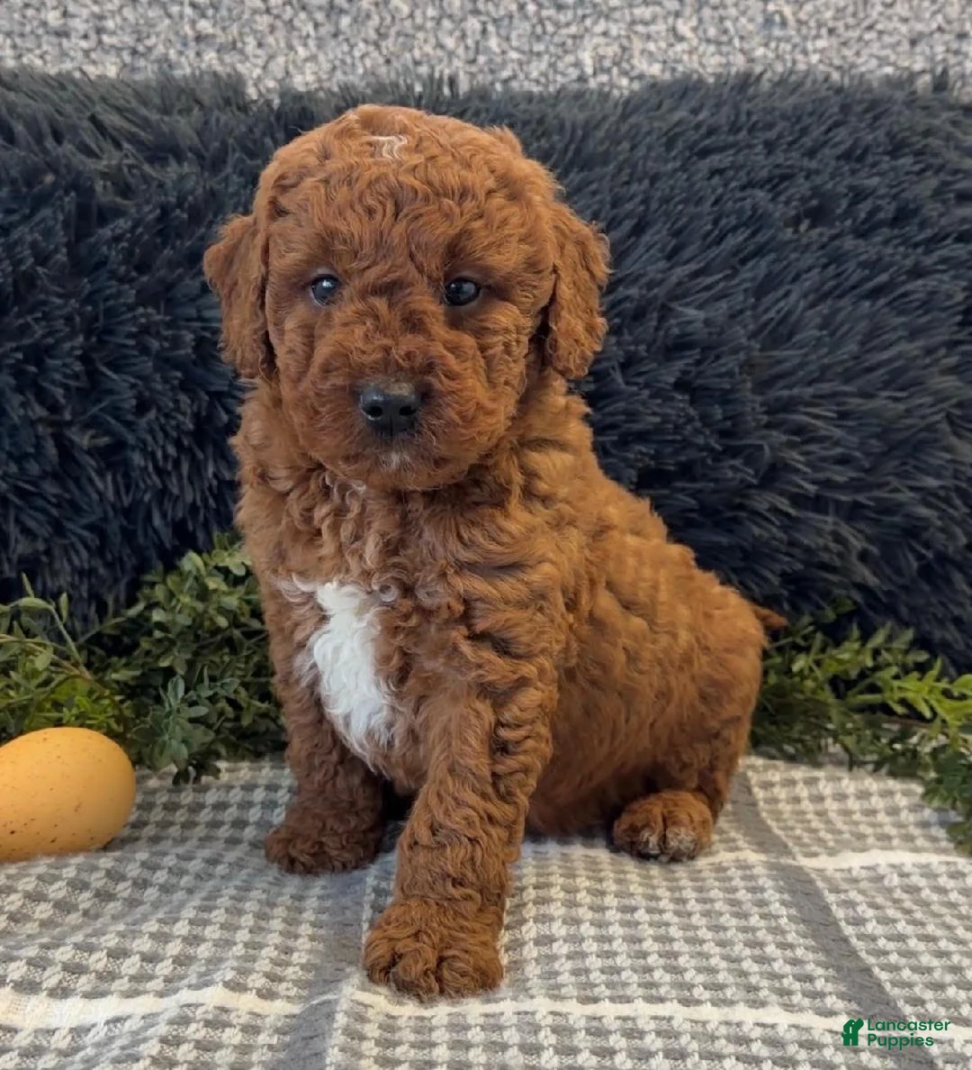 Mini Goldendoodle dogs for sale: Jimmy - Ad 2