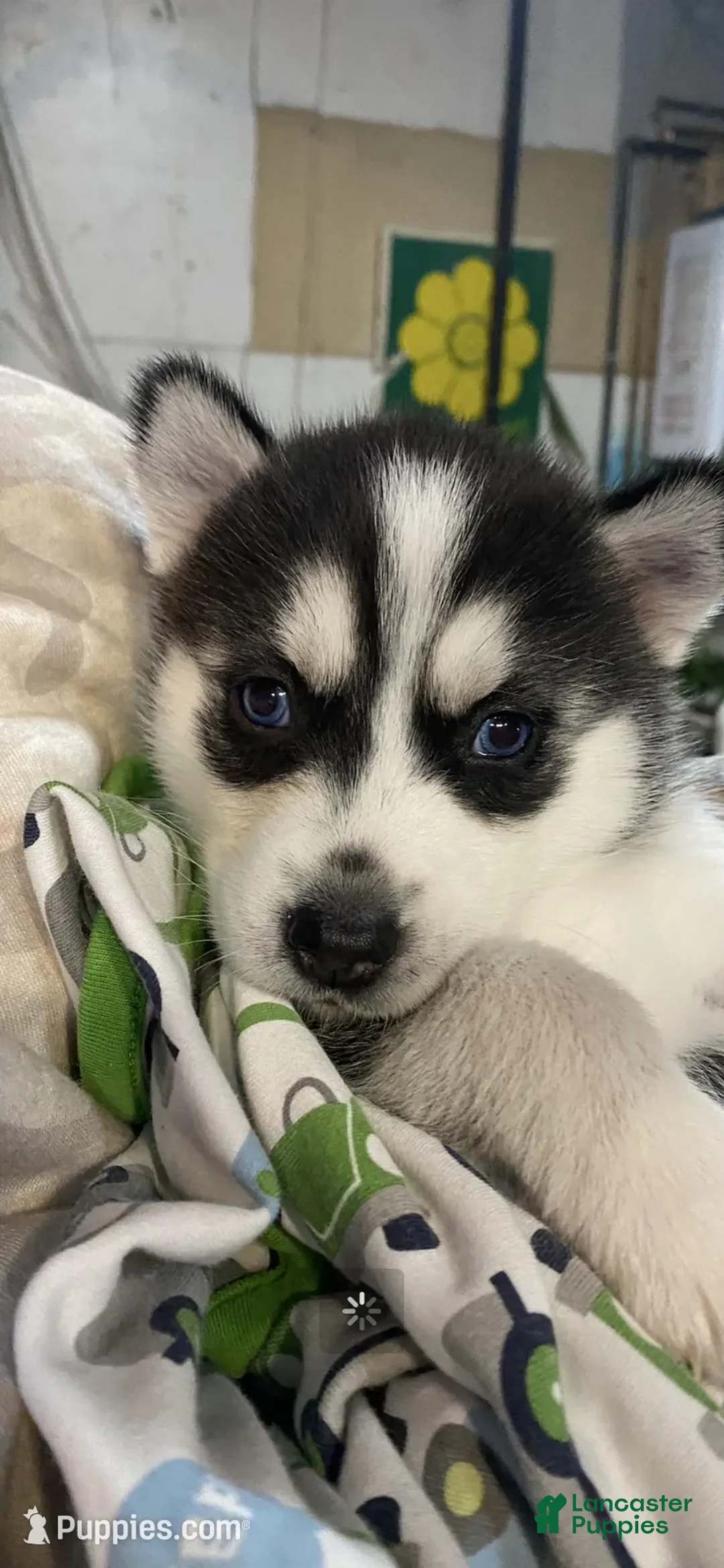 Siberian Husky dogs for sale: Siberian Husky Puppy 3 - Ad 2