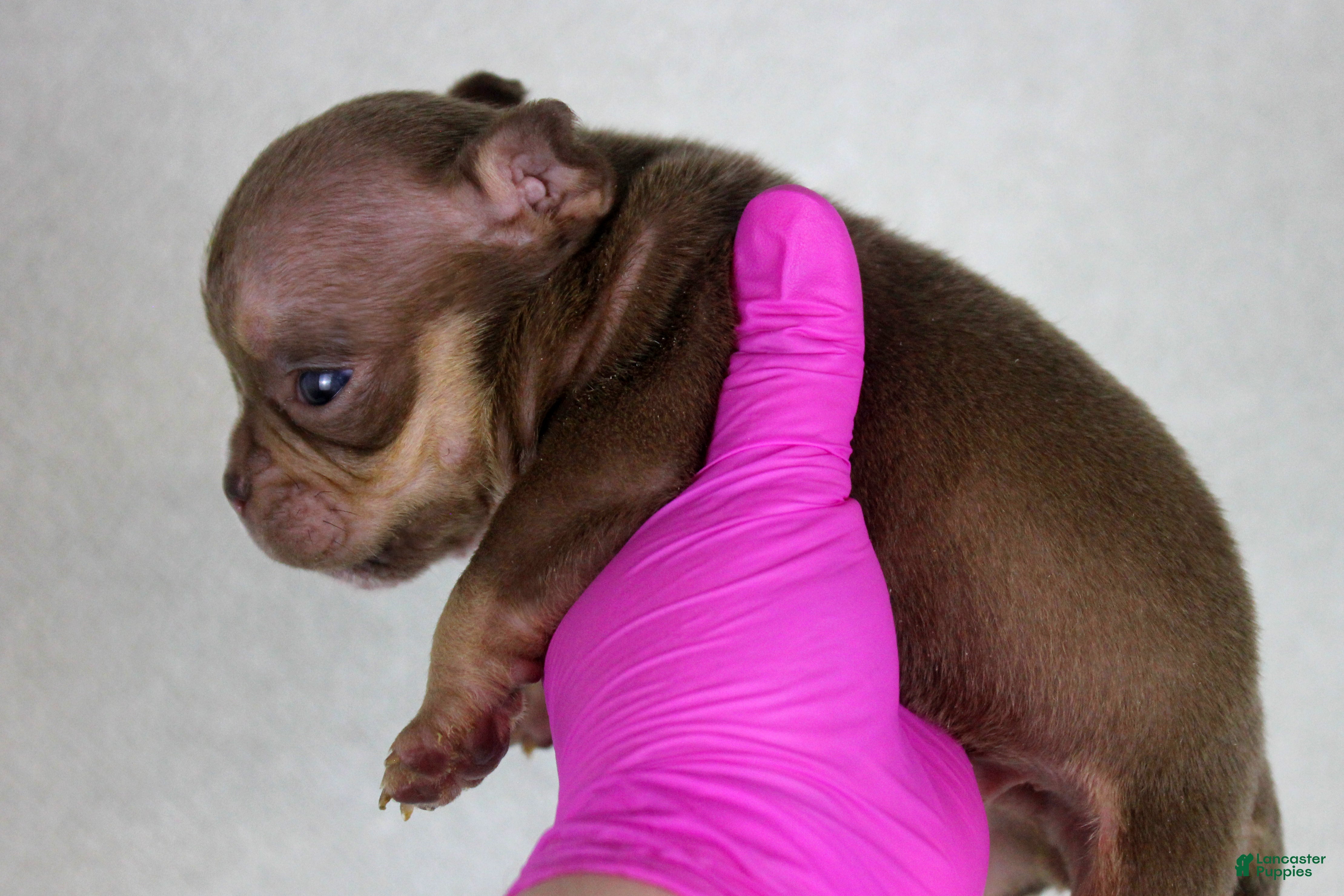 American Bully dogs Chocolate Tri Male - Ad 1