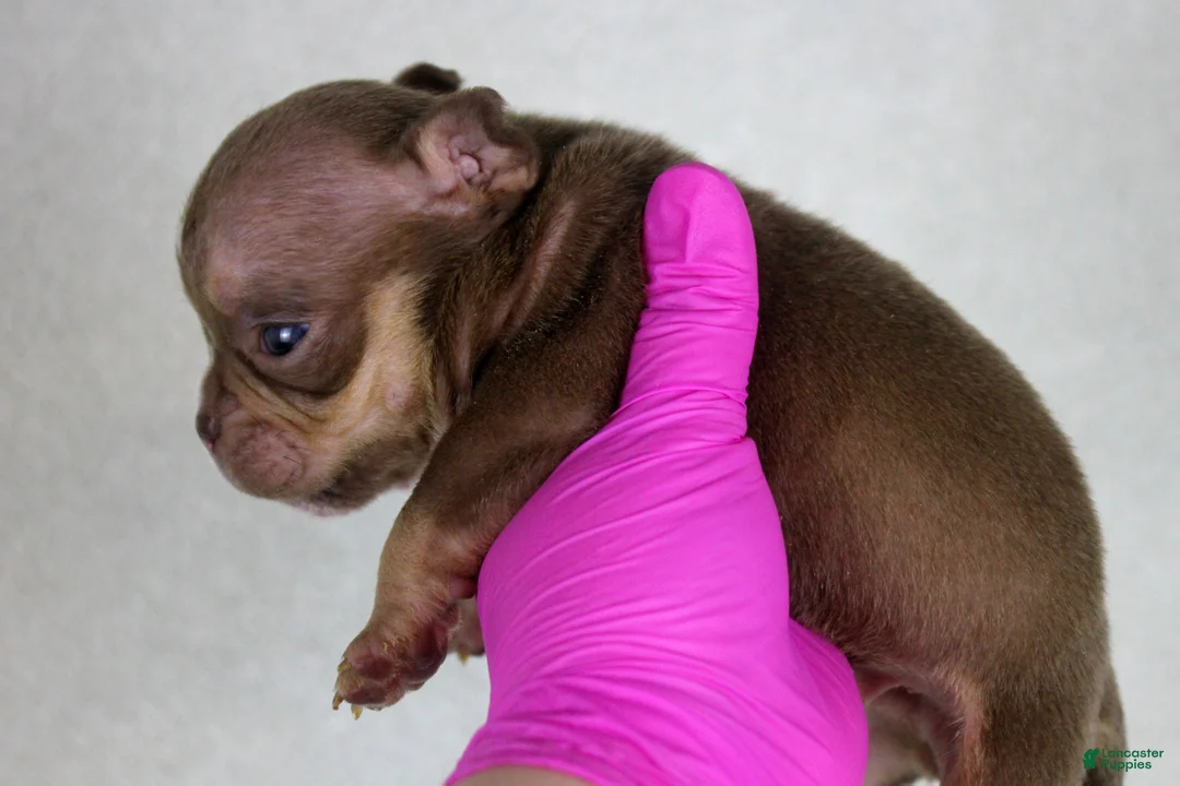 American Bully dogs for sale: Chocolate Tri Male - Ad 1