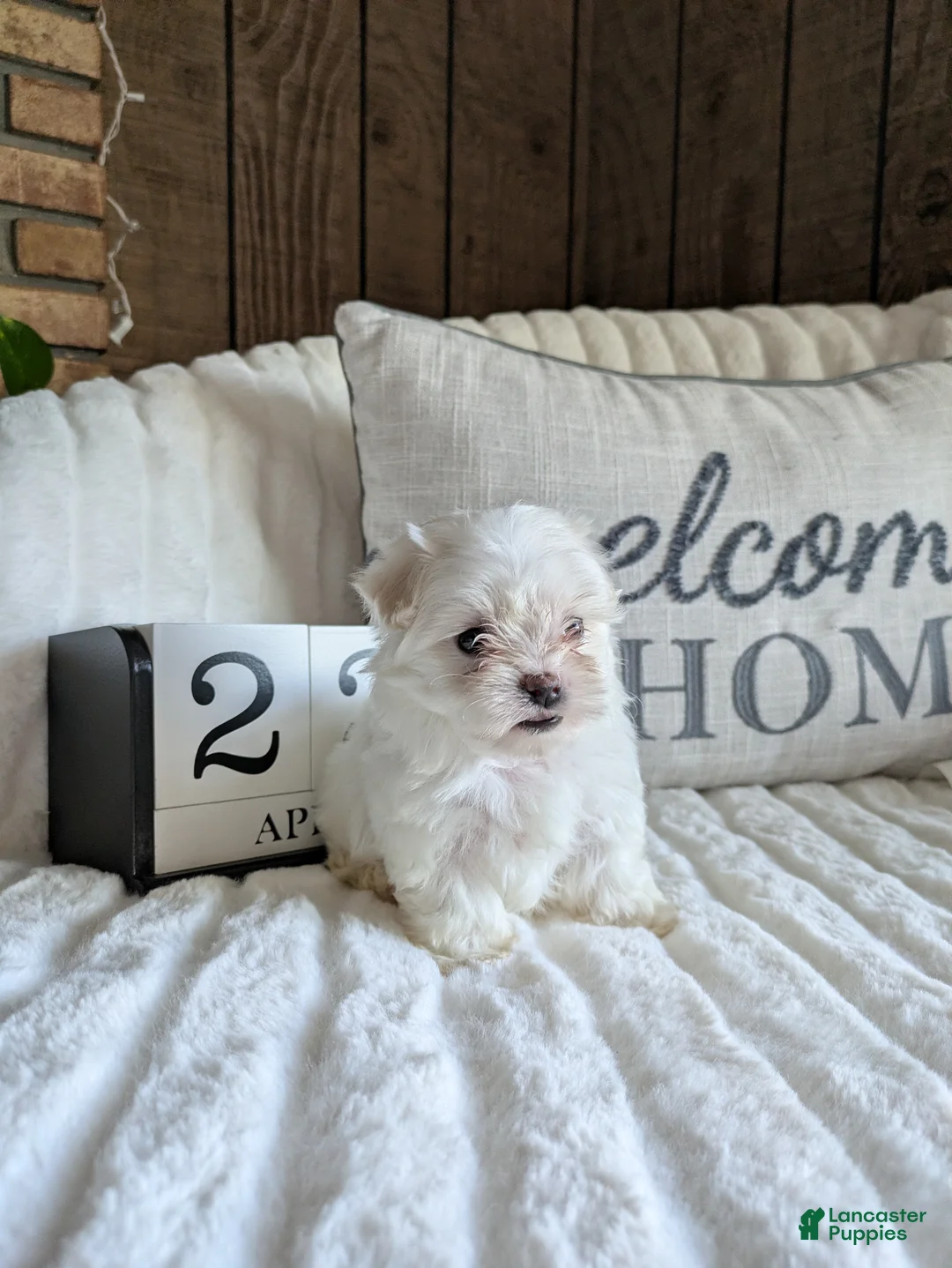 Maltese dogs for sale: Carolina  - Ad 2