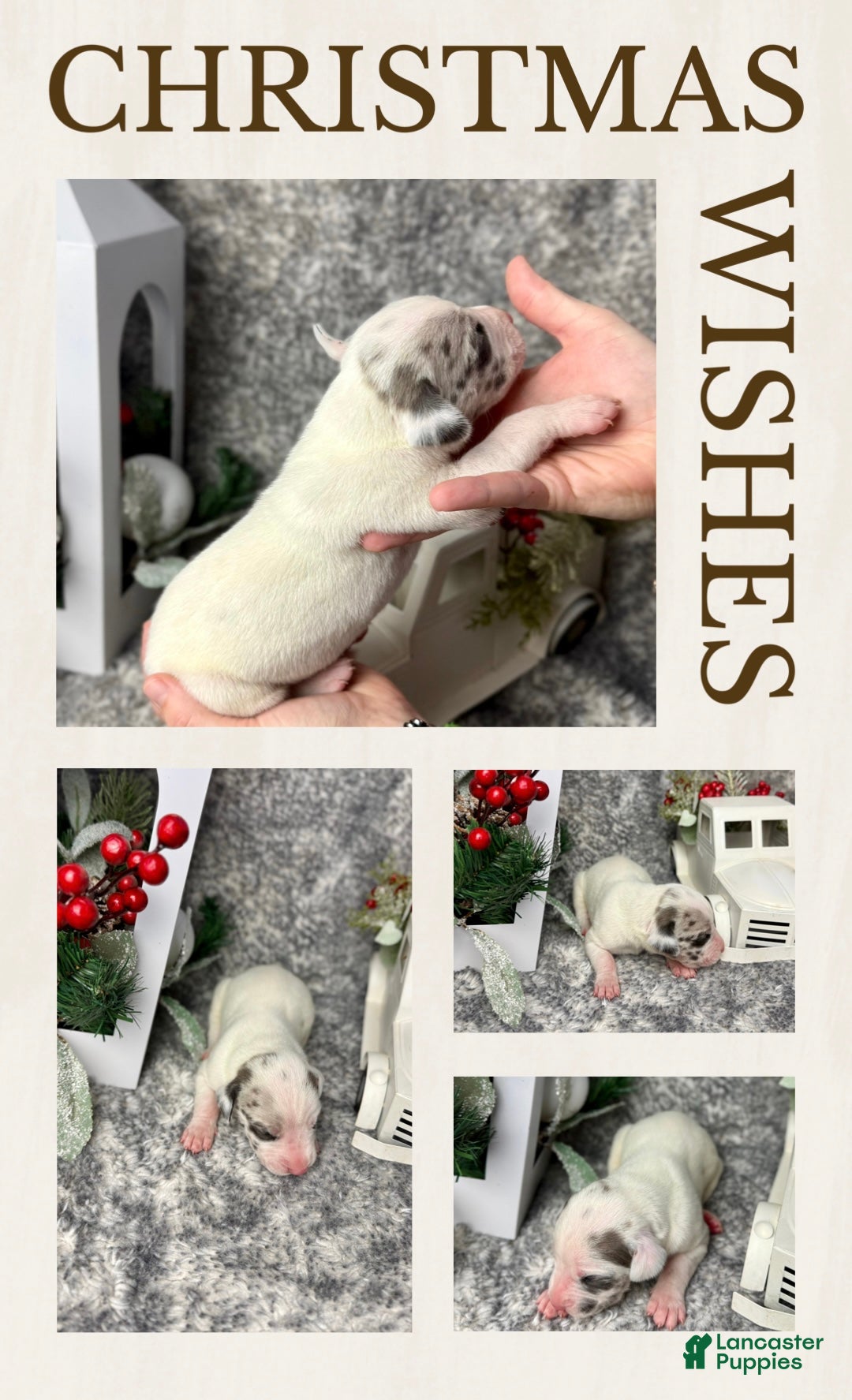 Great Dane dogs Draco Malfoy - Ad 18