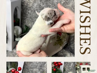 Great Dane dogs Draco Malfoy - Ad 28