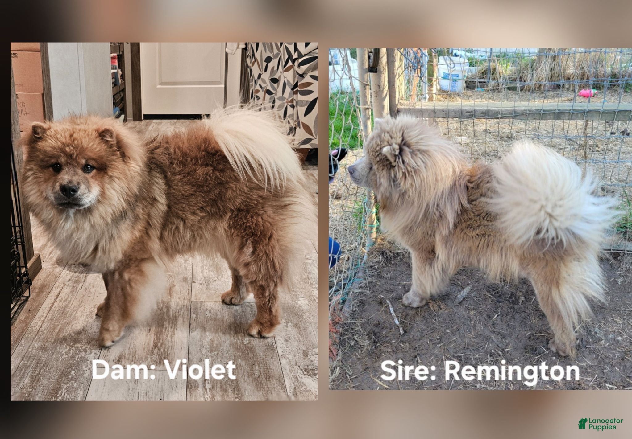 Chow Chow dogs Cream rough F Chow chow - Ad 2
