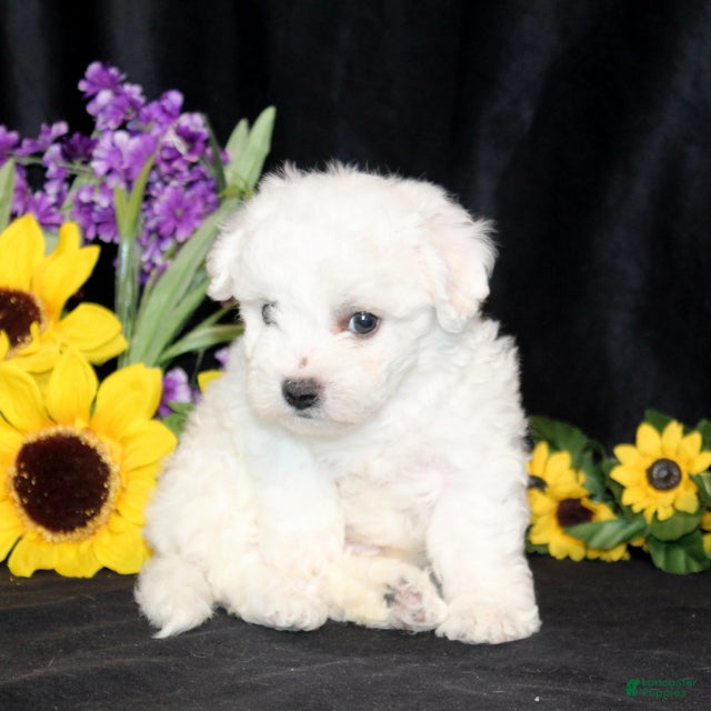 Bichon Frise dogs Carman - Ad 2