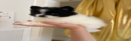 Pomeranian dogs for sale: Lana  - Ad 3