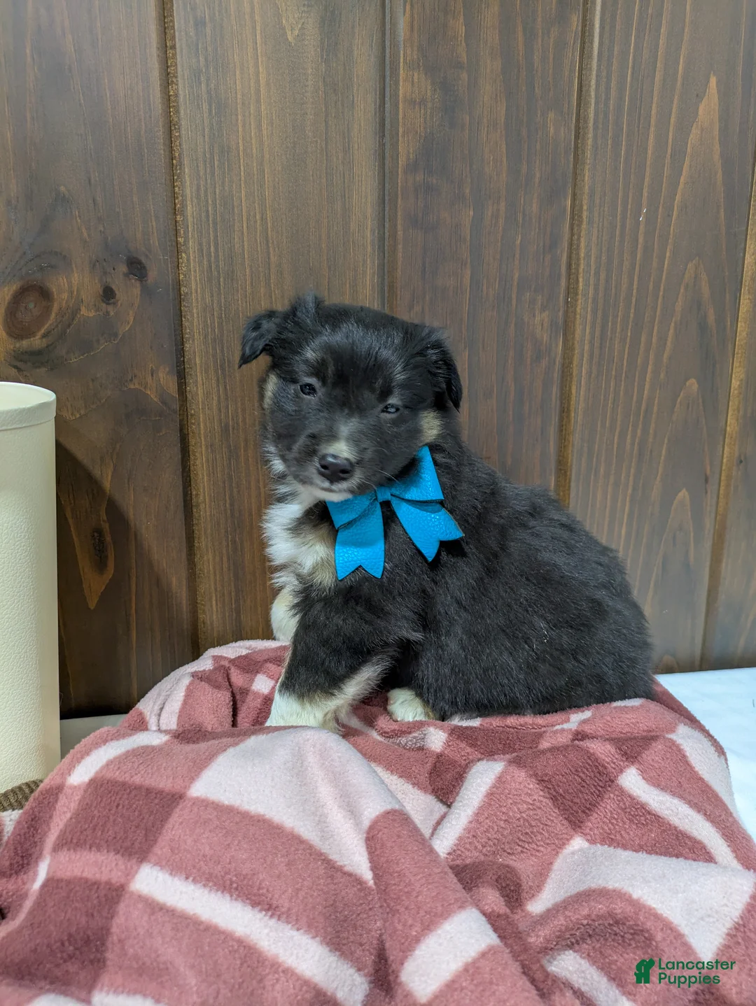 Mixed Breed dogs for sale: Bramble - Ad 1