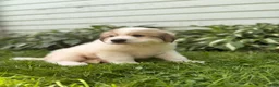 Great Pyrenees dogs for sale: Rover - Ad 14
