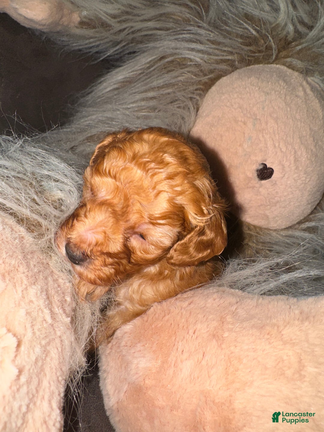 Miniature Poodle dogs for sale: Miniature Poodle Milo - Ad 3