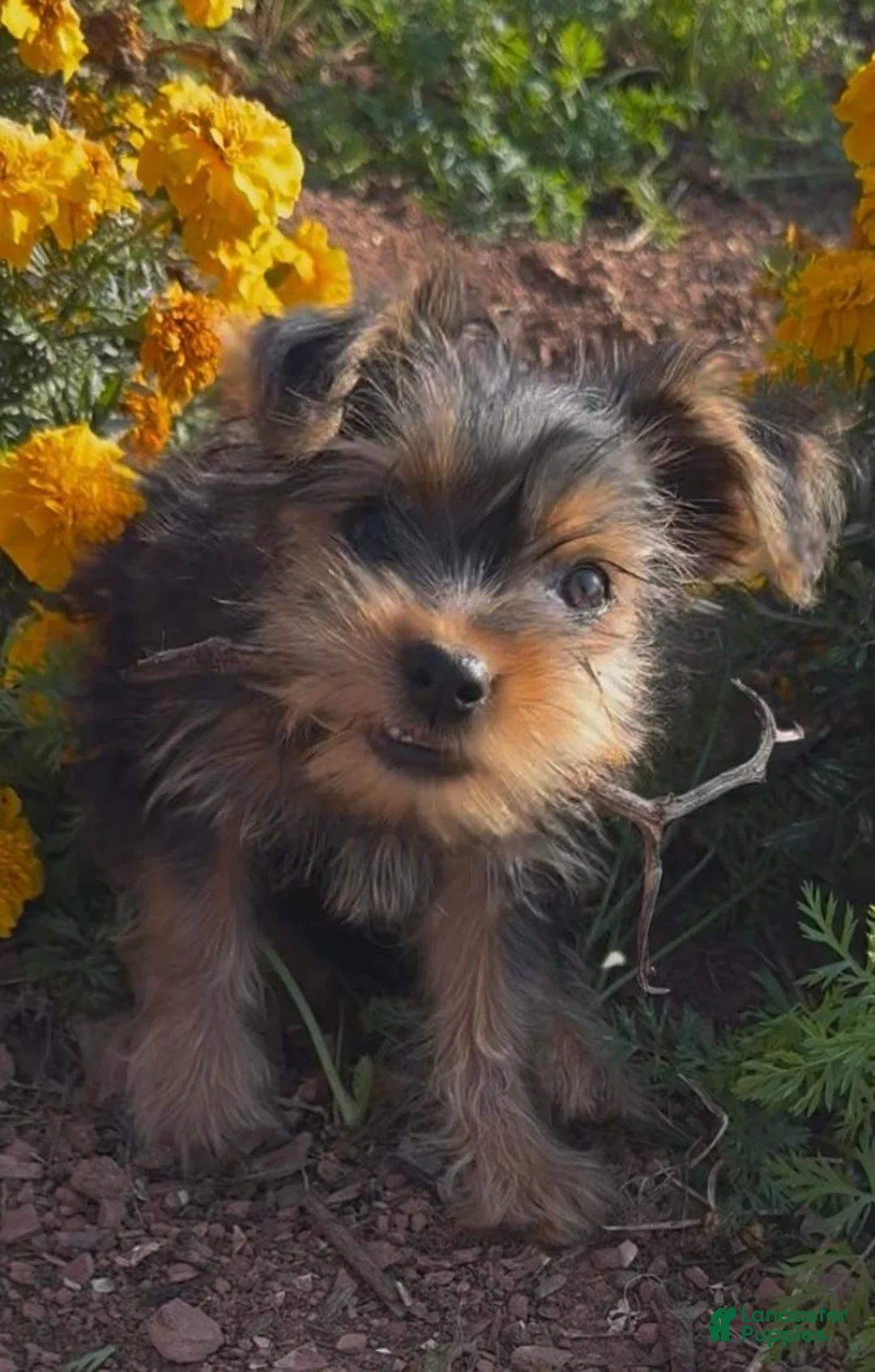 Yorkiepoo dogs for sale: Mary - Ad 1