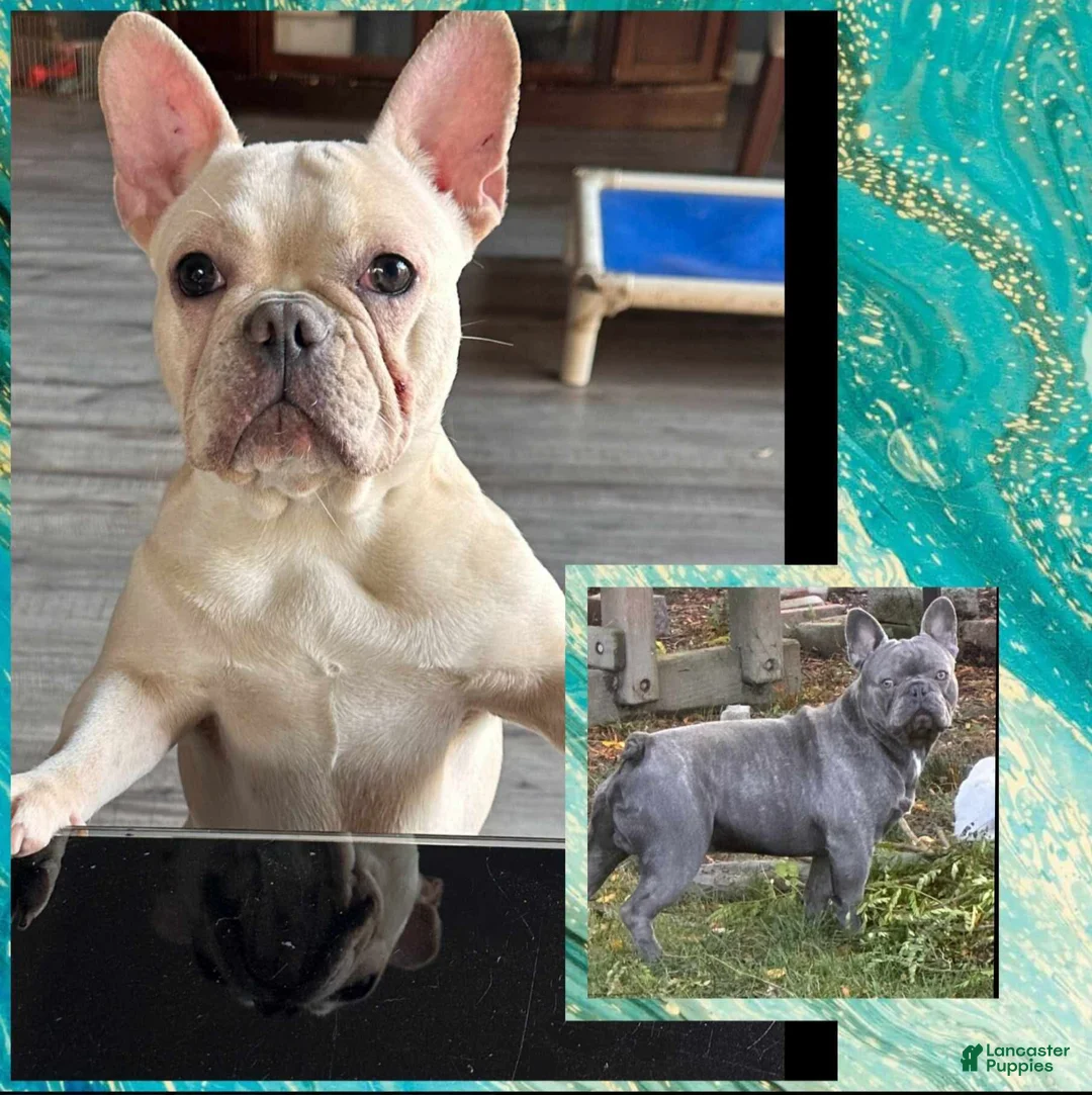 French Bulldog dogs for sale: Lexington Blu (Lexi) - Ad 3