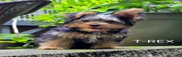 Yorkshire Terrier dogs for sale: T-Rex - Ad 1