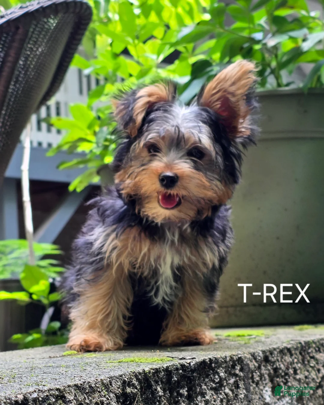 Yorkshire Terrier dogs for sale: T-Rex - Ad 1