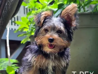 Yorkshire Terrier dogs for sale: T-Rex - Ad 3