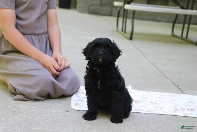 Cavapoo dogs Sadie - Ad 1