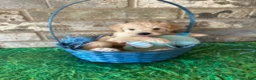Schnoodle dogs for sale: Gucci - Ad 3