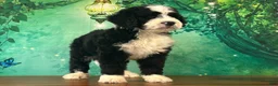 Bernedoodle dogs for sale: Billy - Ad 3