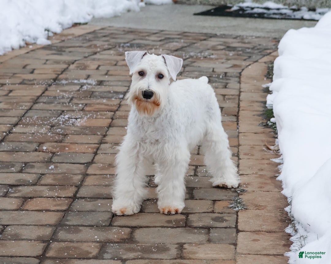 Miniature Schnauzer dogs for sale: Alex - Ad 7