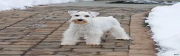 Miniature Schnauzer dogs for sale: Alex - Ad 11