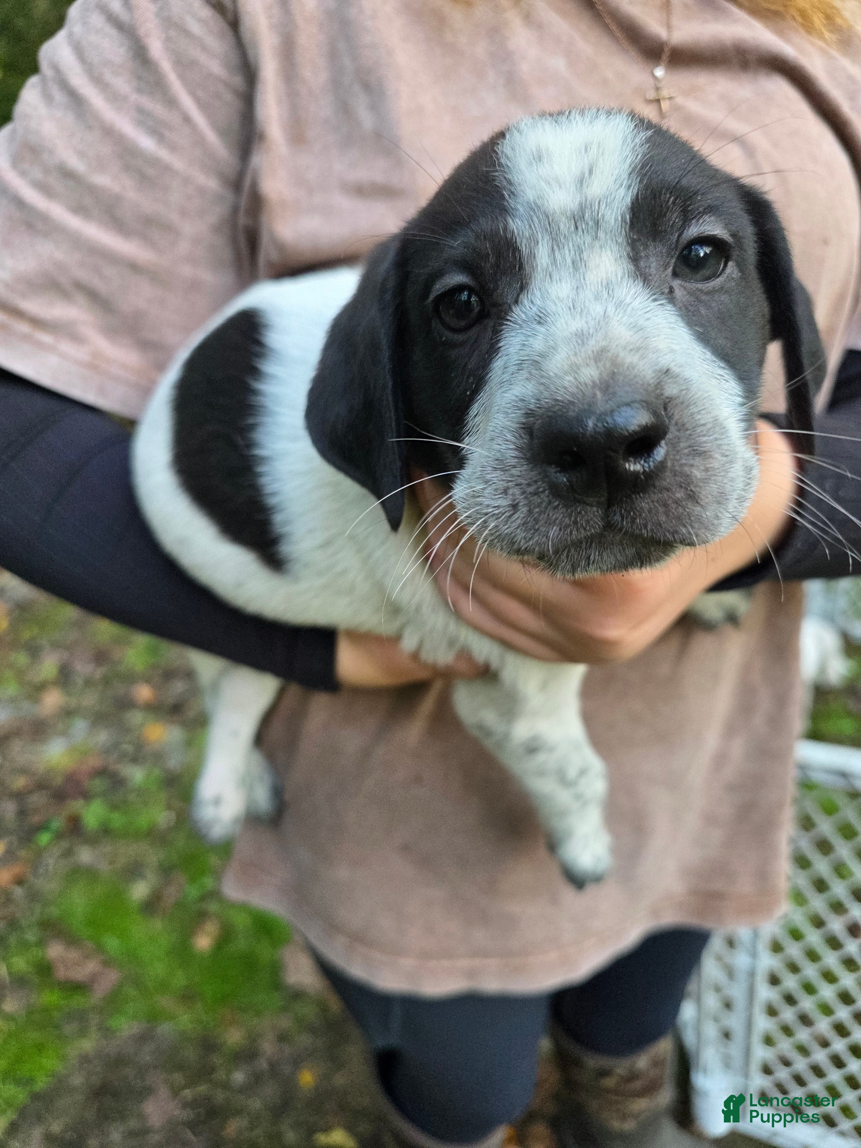 Mixed Breed dogs Mixed Breed 2 - Ad 34