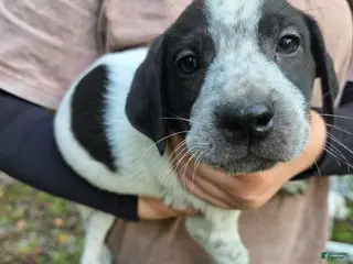 Mixed Breed dogs Mixed Breed 2 - Ad 35