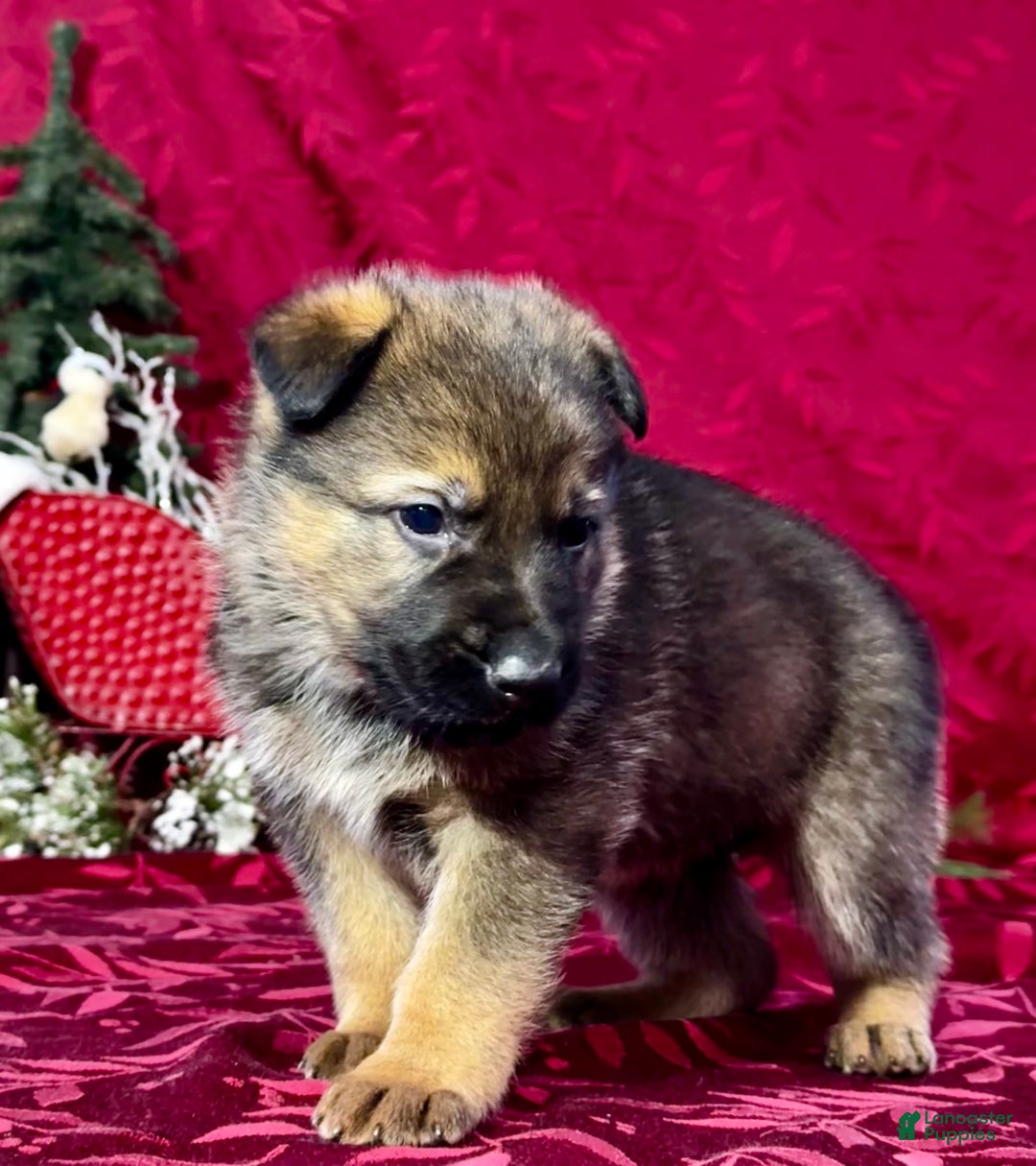 German Shepherd dogs for sale: Branson - Ad 6