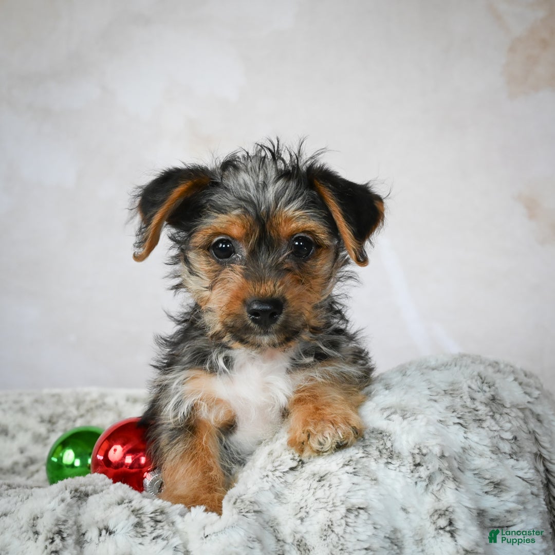 Yorkshire Terrier dogs for sale: Jerry - Ad 8
