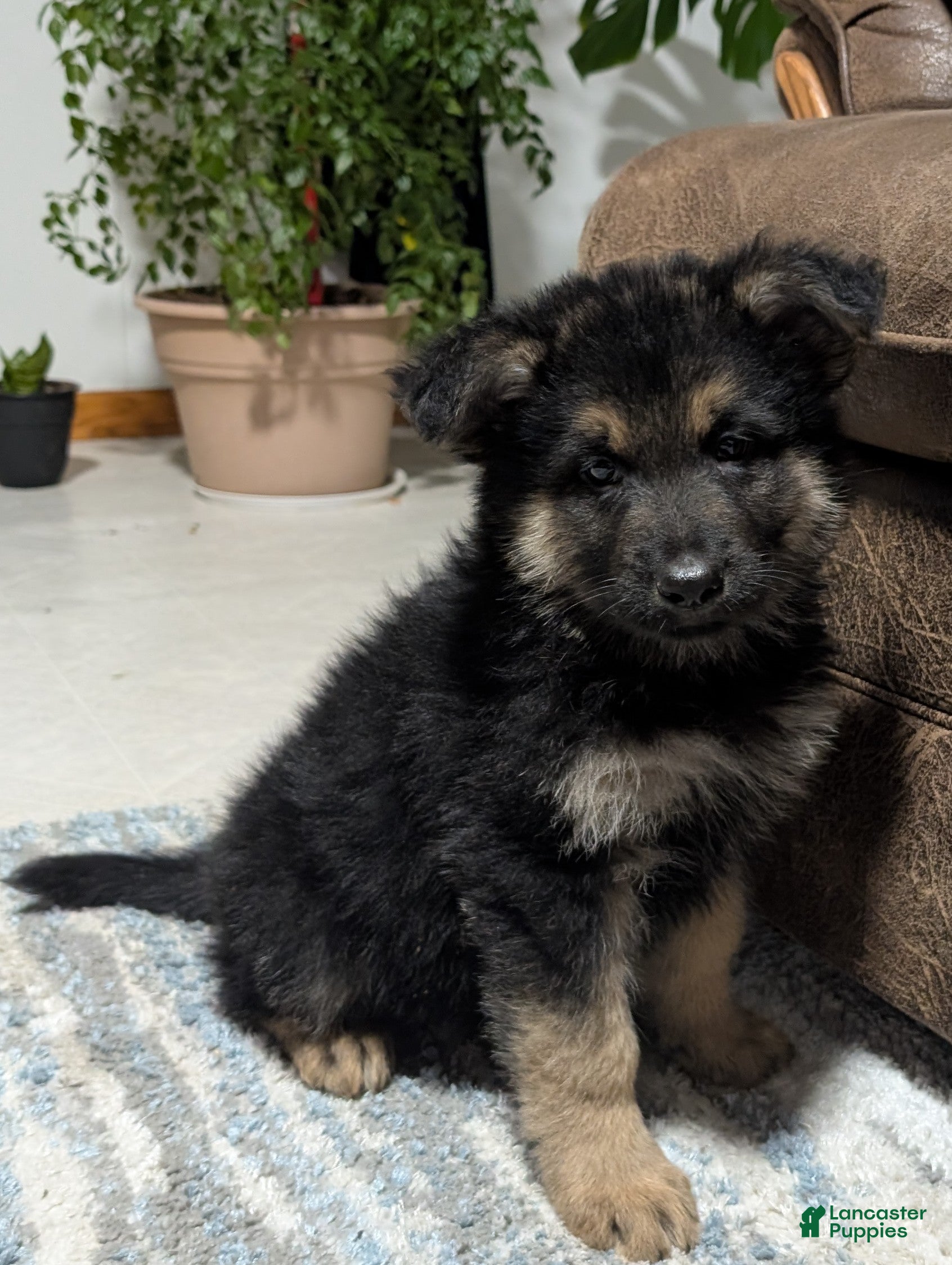 German Shepherd dogs Ridge  - Ad 2