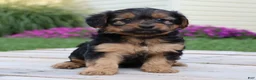 Yorkiepoo dogs for sale: Cookie - Ad 5