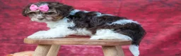 Teddy Bear dogs for sale:  Olive 🎀 - Ad 19