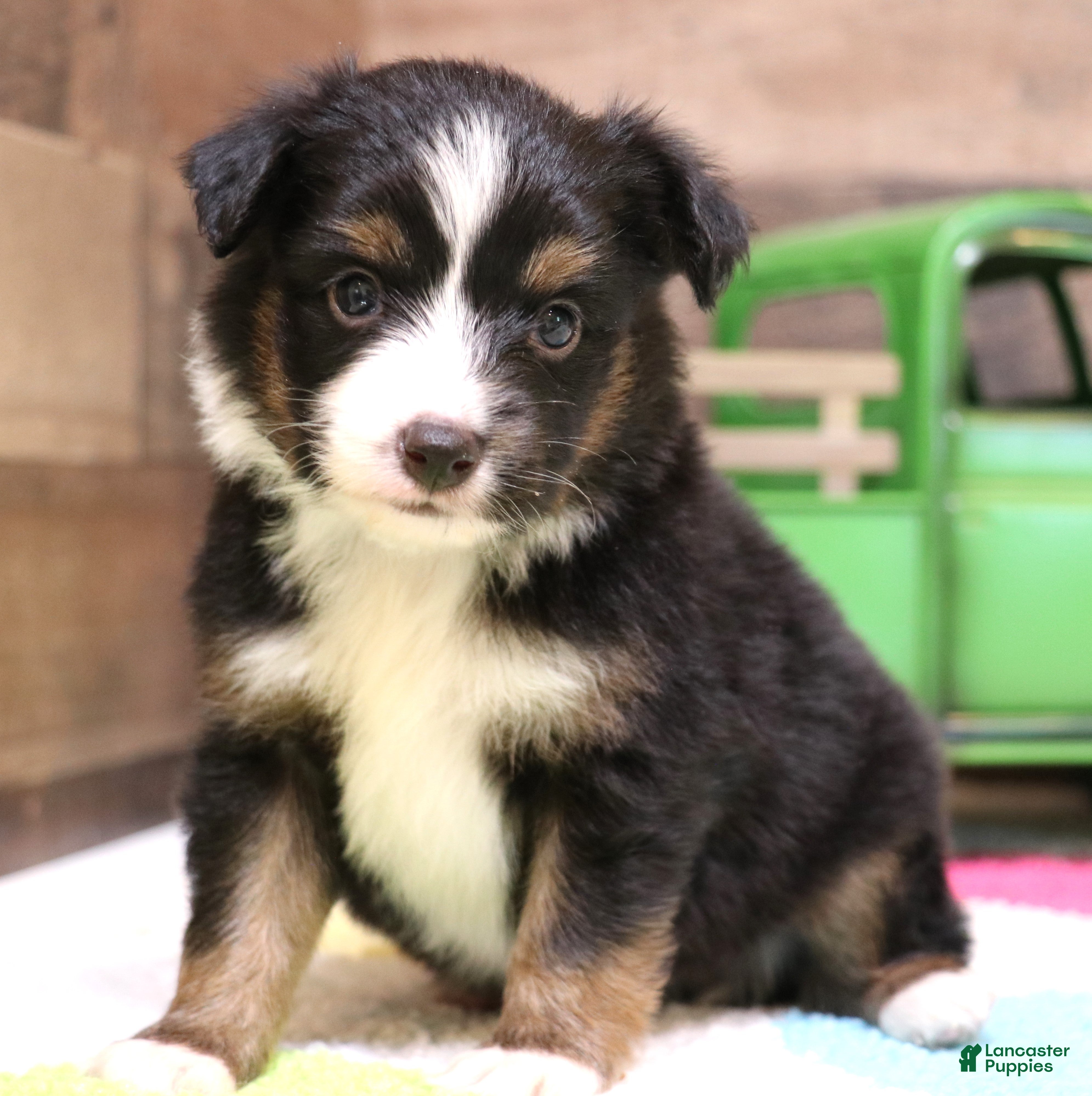 Toy Australian Shepherd dogs Colt black-tri - Ad 5