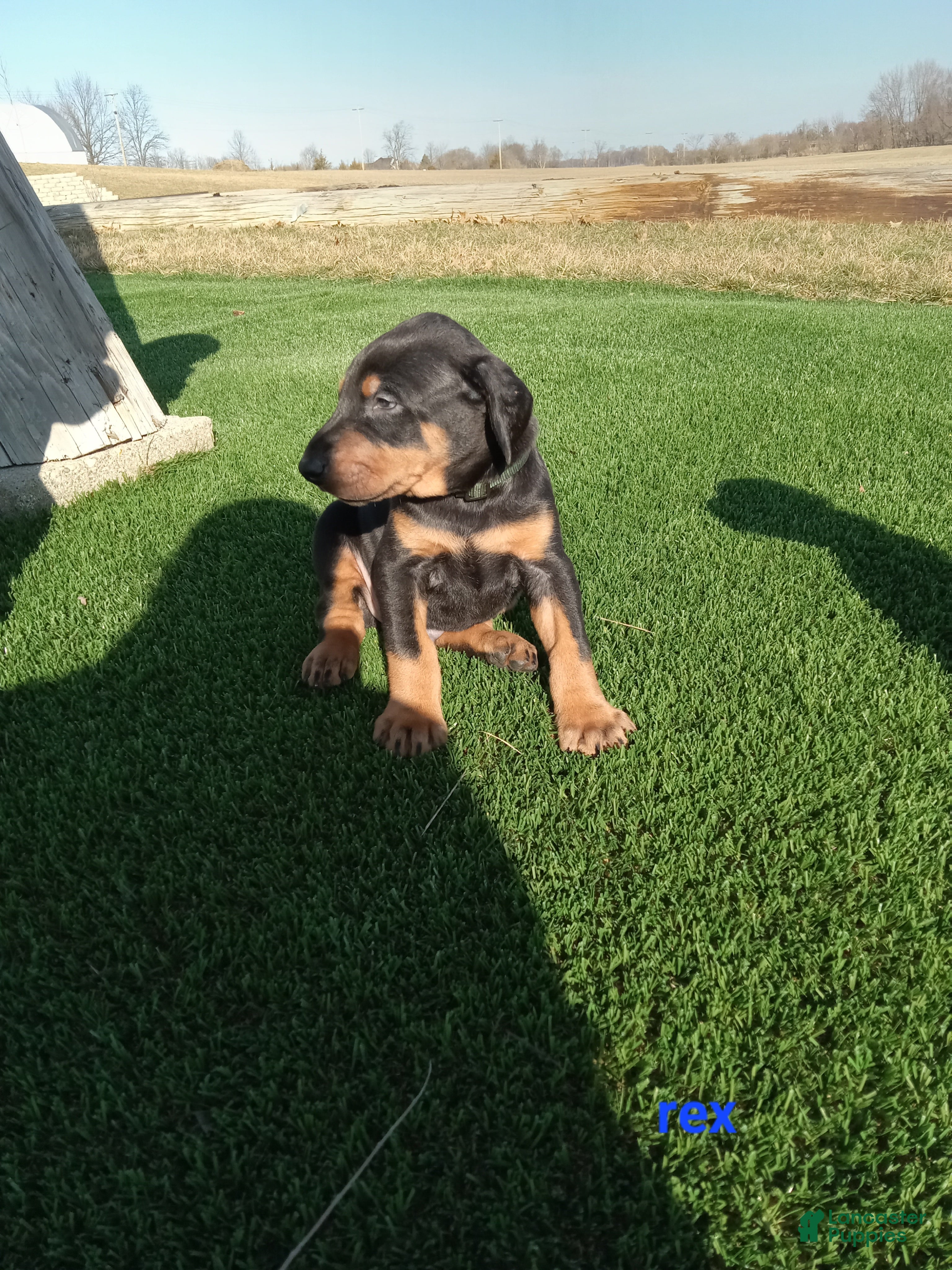 Doberman Pinscher dogs Rex - Ad 1