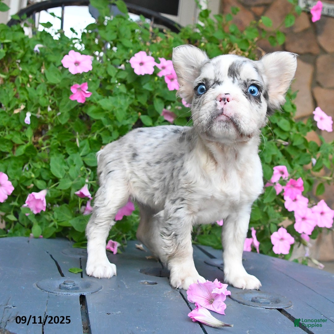 French Bulldog dogs for sale: Fancy - Ad 3