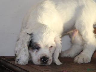 English Cocker Spaniel dogs - Ad 41
