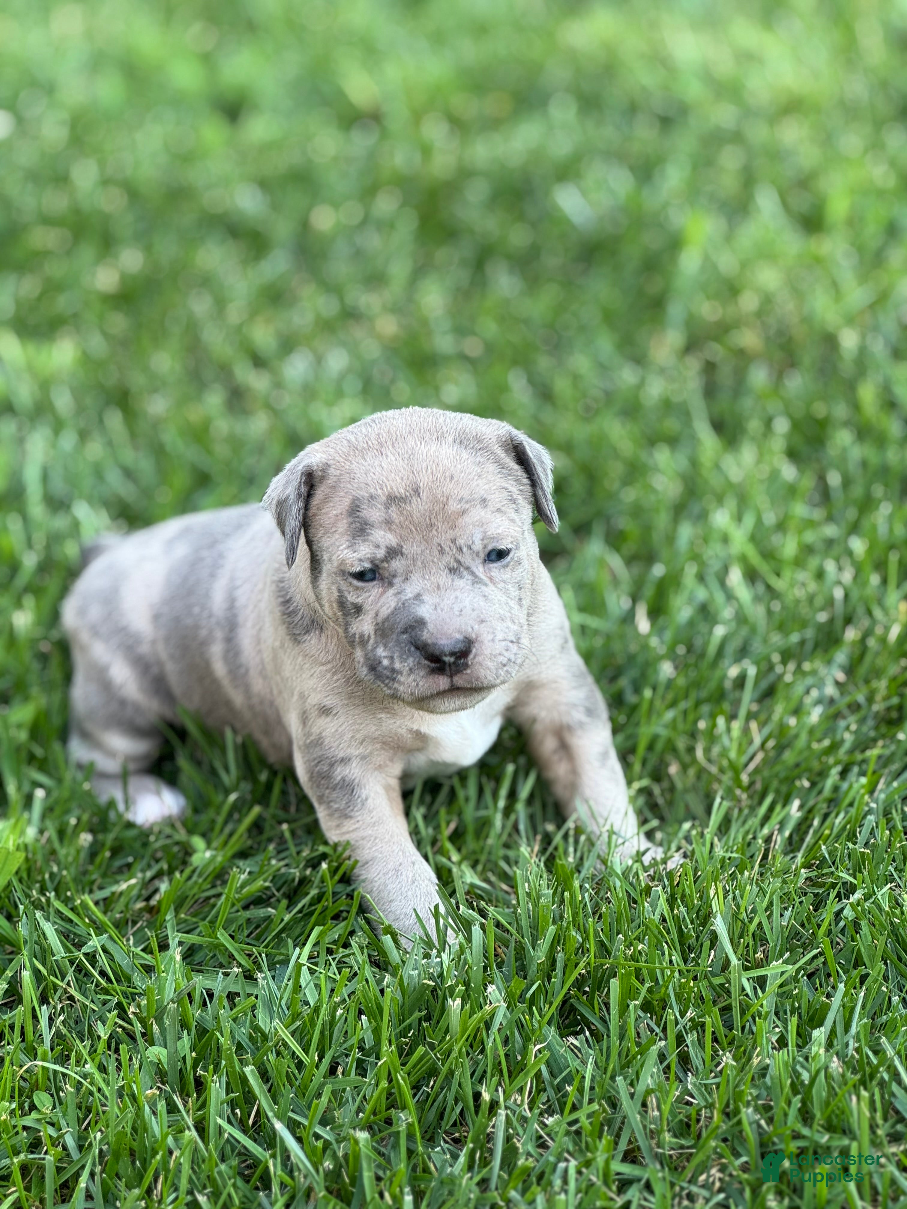 Mixed Breed dogs Marley - Ad 2
