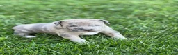 Mixed Breed dogs for sale: Marley - Ad 2