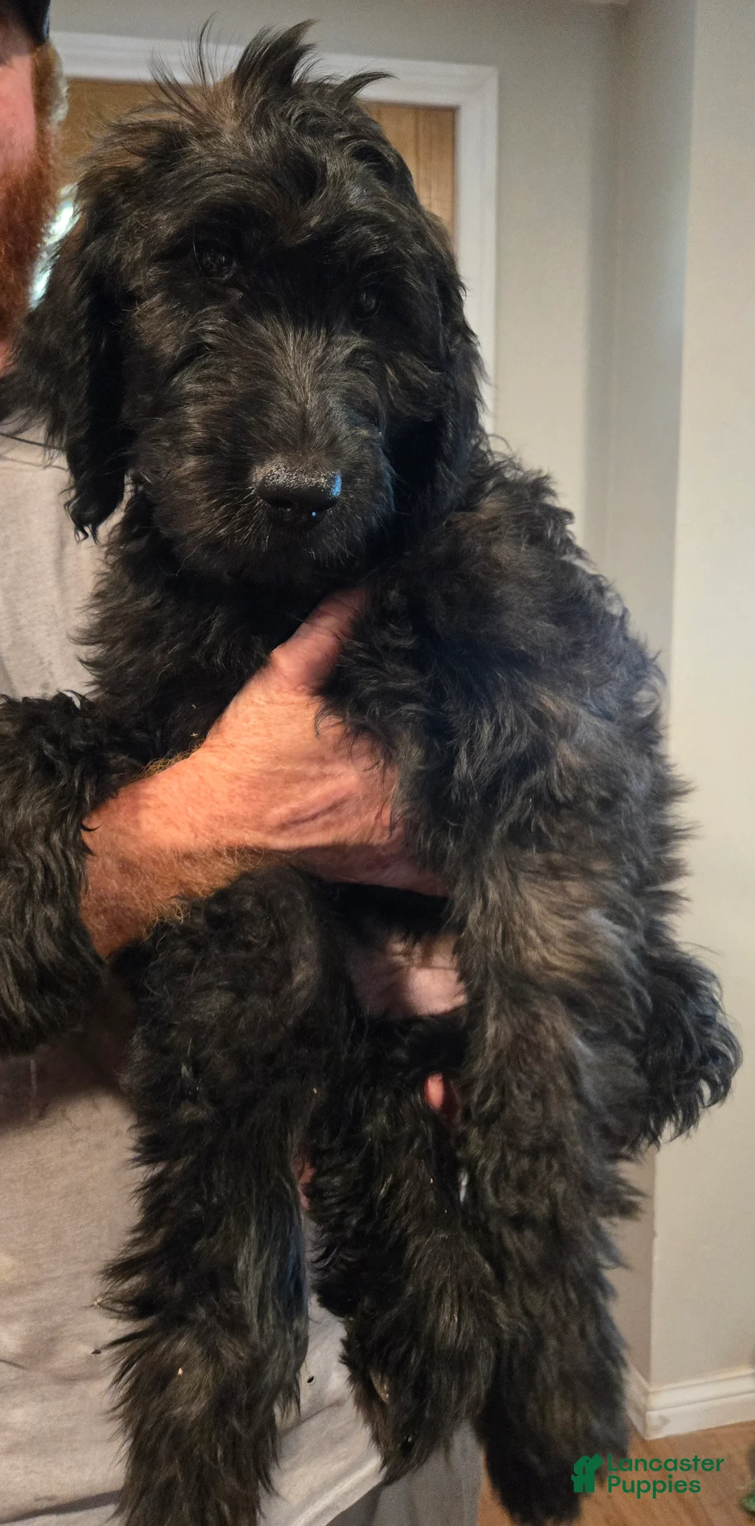 Goldendoodle dogs for sale: Blue Girl - Ad 1