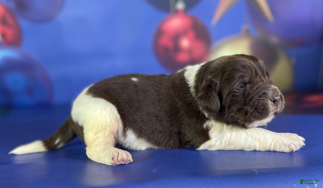 Mixed Breed dogs for sale: Stephanie OFA DNA - Ad 4