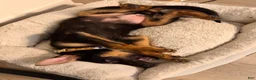 German Shepherd dogs for sale: German Shepherd 1 - Ad 2