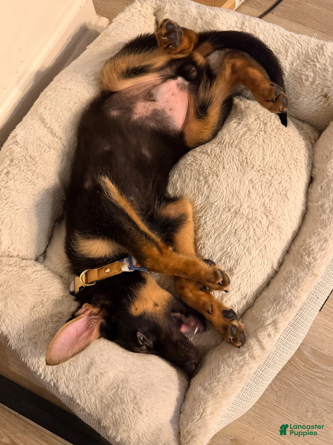 German Shepherd dogs for sale: German Shepherd 1 - Ad 2