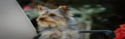 Yorkshire Terrier dogs for sale: Junior - Ad 4