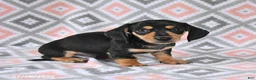 Dachshund dogs for sale: Percy - Ad 5