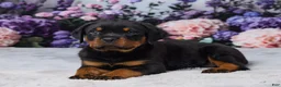 Rottweiler dogs for sale: Bandit - Ad 3